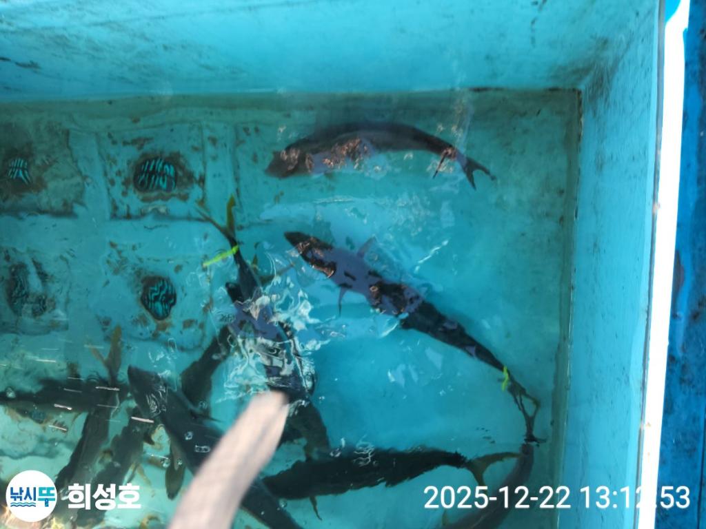 낚시뚜,방어,모슬포항,희성호,낚시뚜3