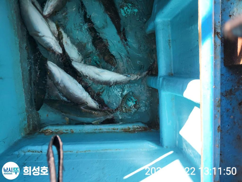 낚시뚜,방어,모슬포항,희성호,낚시뚜2