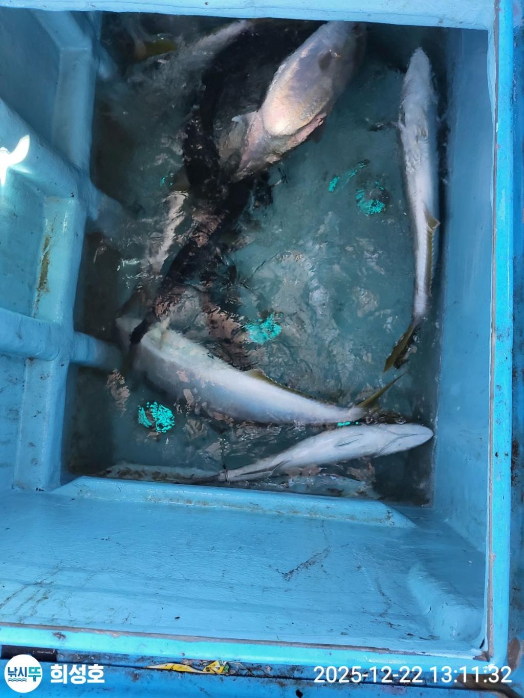 낚시뚜,방어,모슬포항,희성호,낚시뚜0