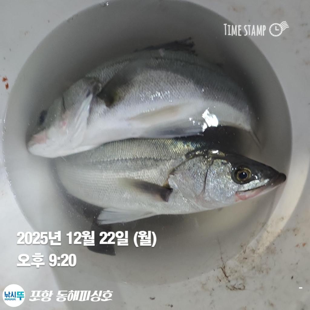 낚시뚜,감성돔,포항(운하관),포항 동해피싱호,낚시뚜17