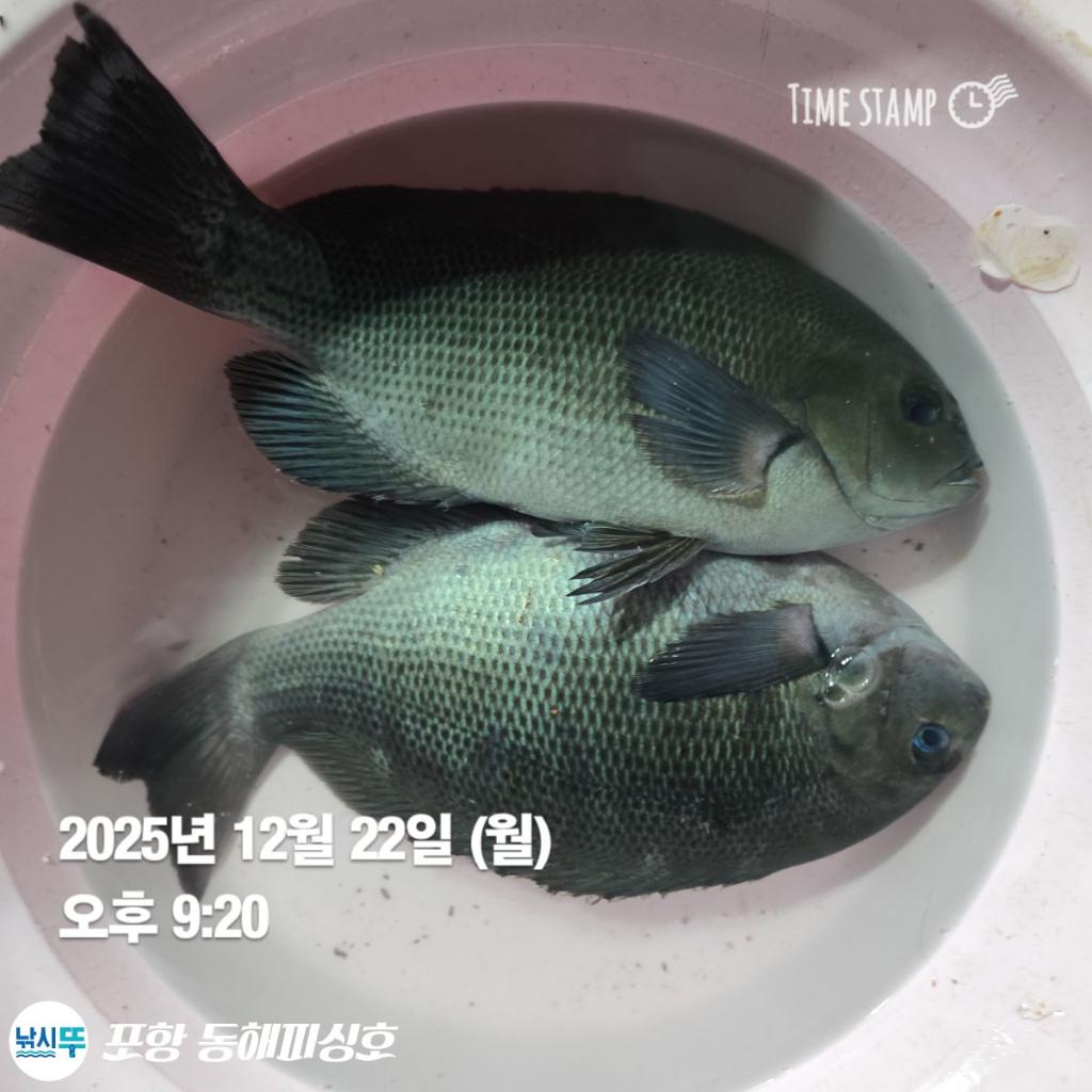 낚시뚜,감성돔,포항(운하관),포항 동해피싱호,낚시뚜16