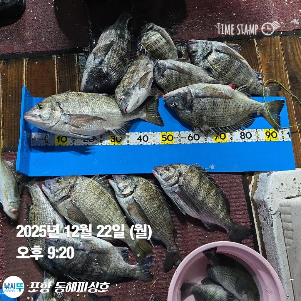 낚시뚜,감성돔,포항(운하관),포항 동해피싱호,낚시뚜15