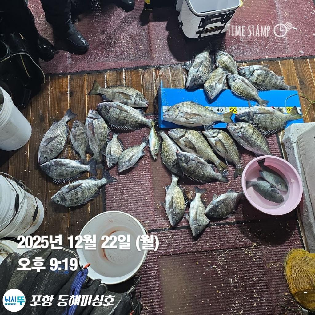 낚시뚜,감성돔,포항(운하관),포항 동해피싱호,낚시뚜14