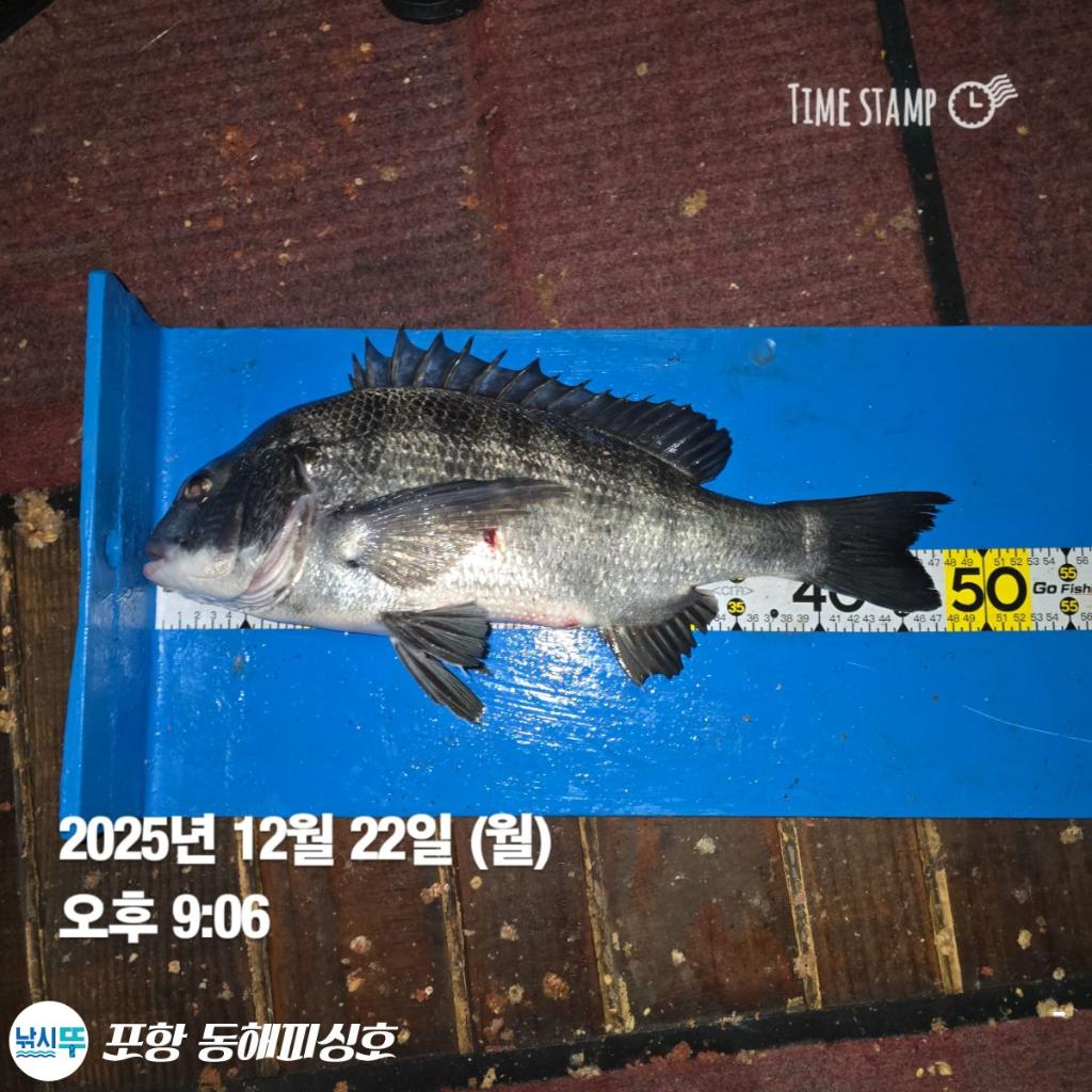 낚시뚜,감성돔,포항(운하관),포항 동해피싱호,낚시뚜13
