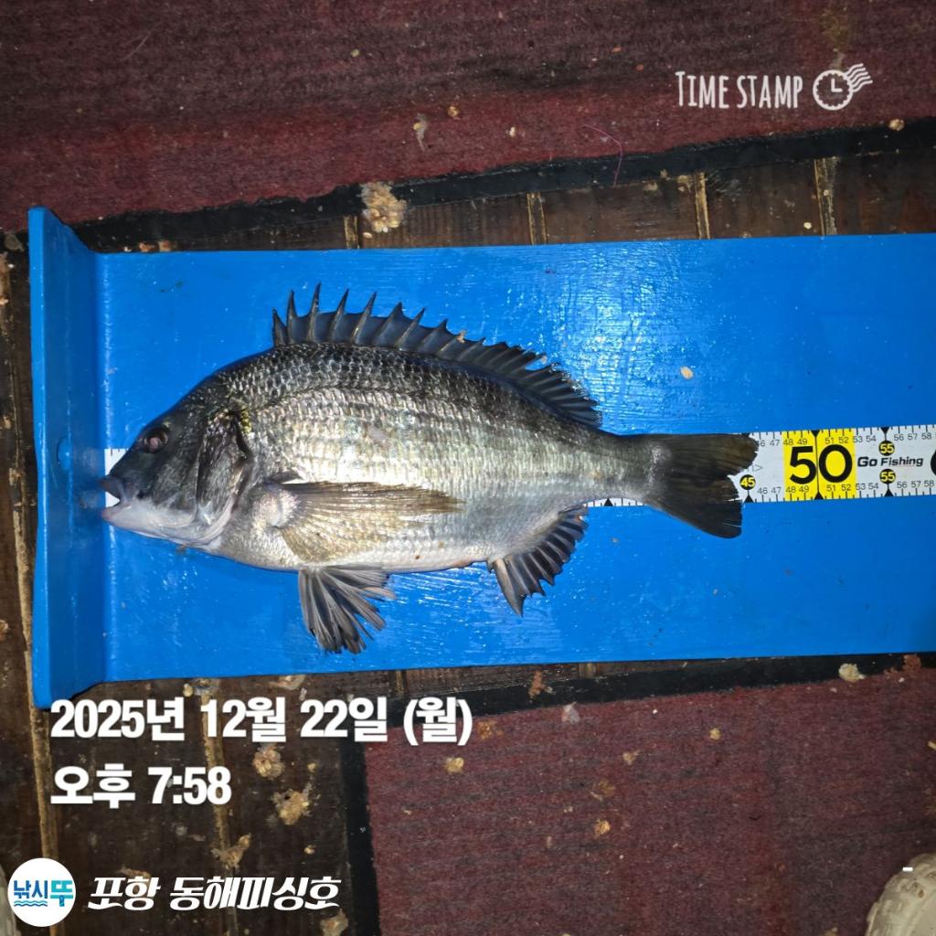 낚시뚜,감성돔,포항(운하관),포항 동해피싱호,낚시뚜11