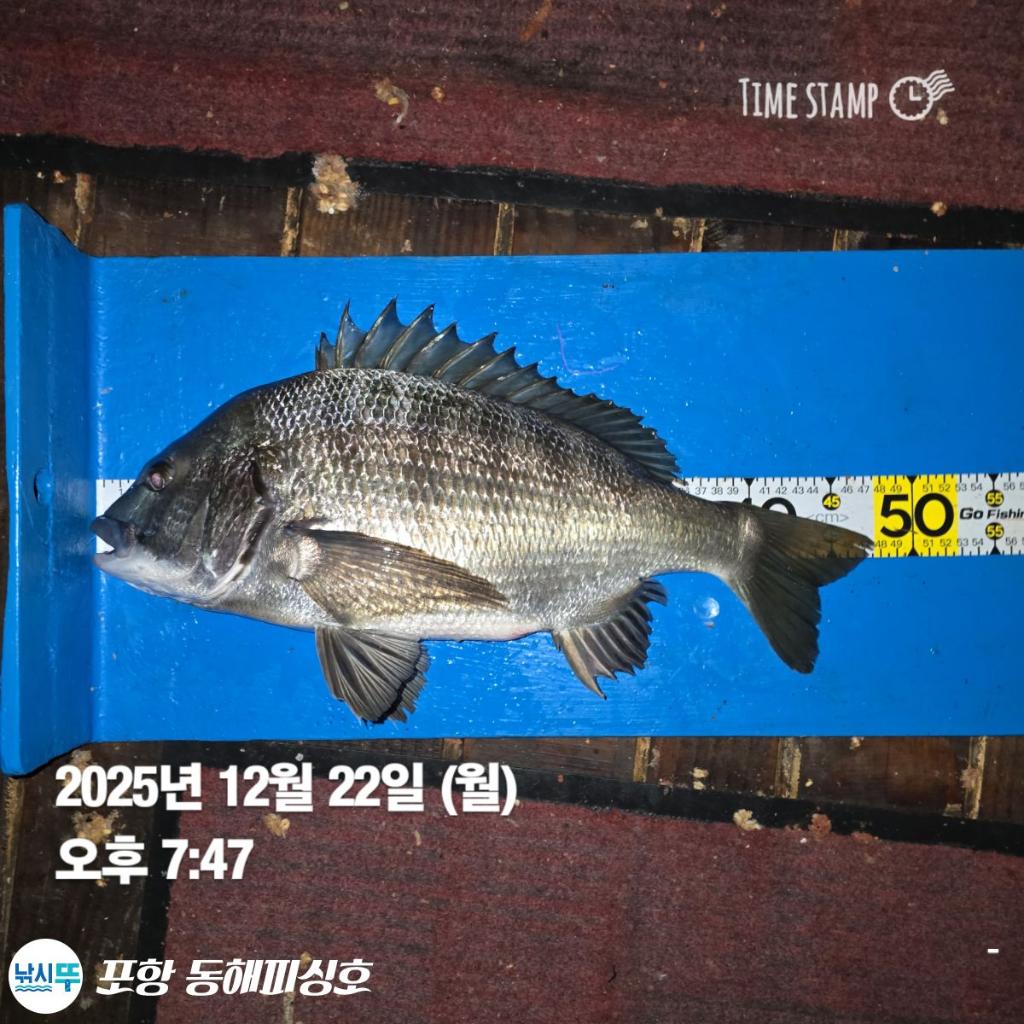 낚시뚜,감성돔,포항(운하관),포항 동해피싱호,낚시뚜9
