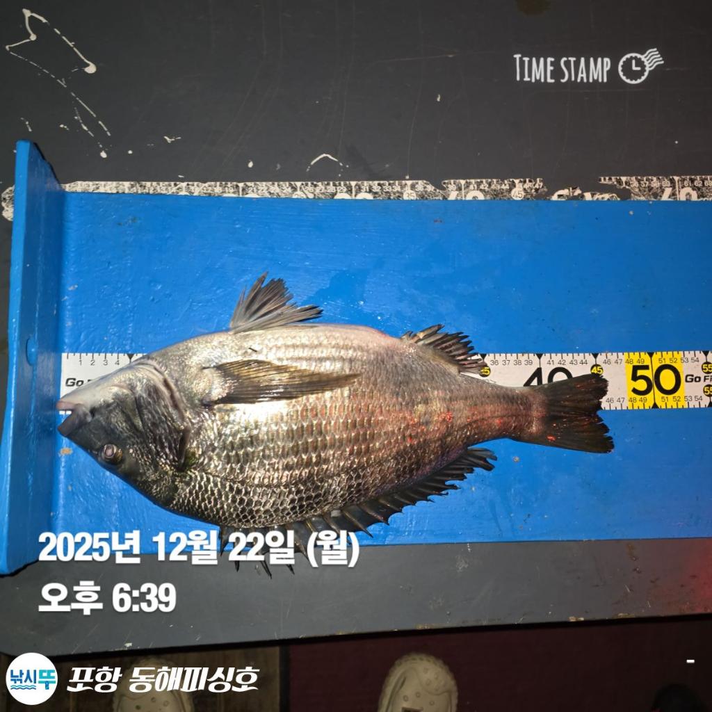 낚시뚜,감성돔,포항(운하관),포항 동해피싱호,낚시뚜7