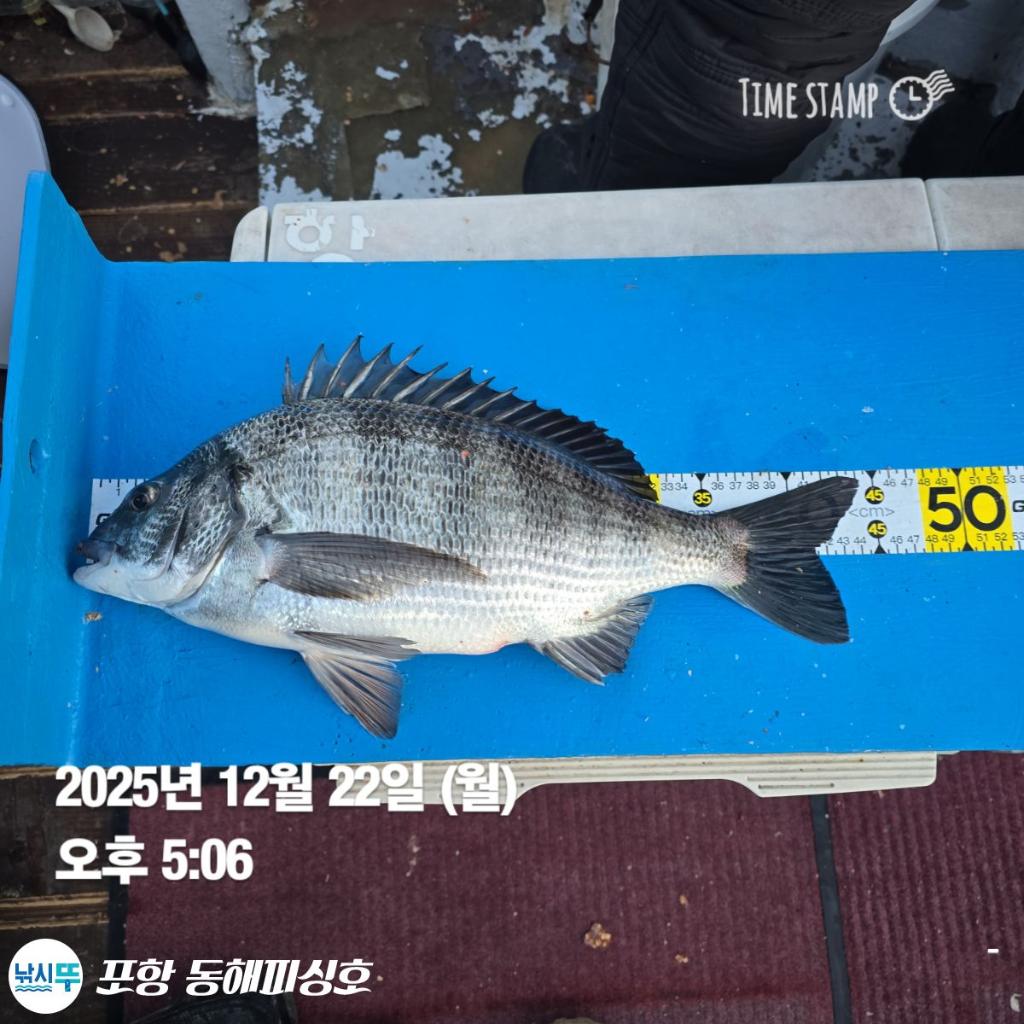 낚시뚜,감성돔,포항(운하관),포항 동해피싱호,낚시뚜4