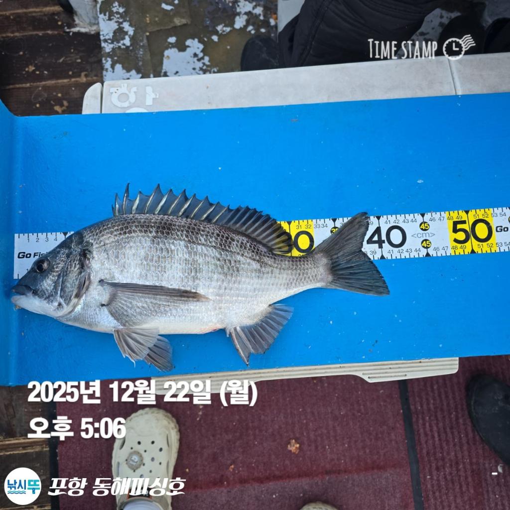 낚시뚜,감성돔,포항(운하관),포항 동해피싱호,낚시뚜3