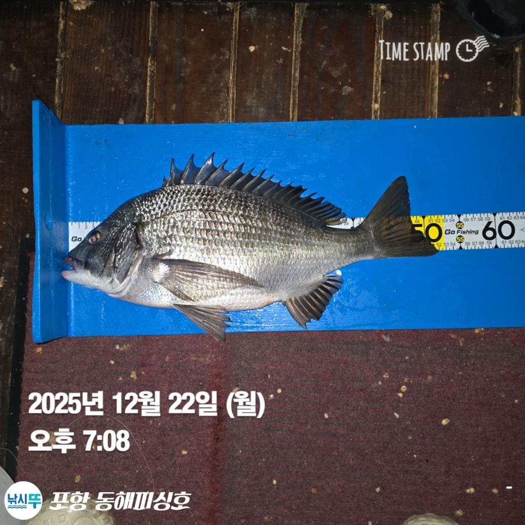 낚시뚜,감성돔,포항(운하관),포항 동해피싱호,낚시뚜1