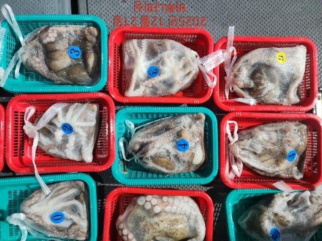 낚시뚜,낙지,속천항(진해),바루나피싱,낚시뚜7