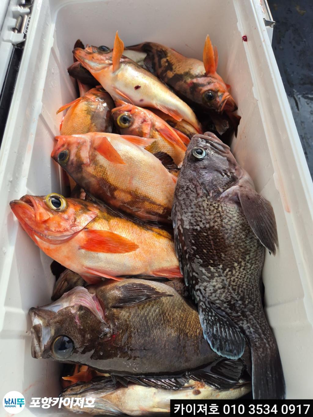 낚시뚜,기타 (직접입력),영일만항,포항카이져호,낚시뚜35