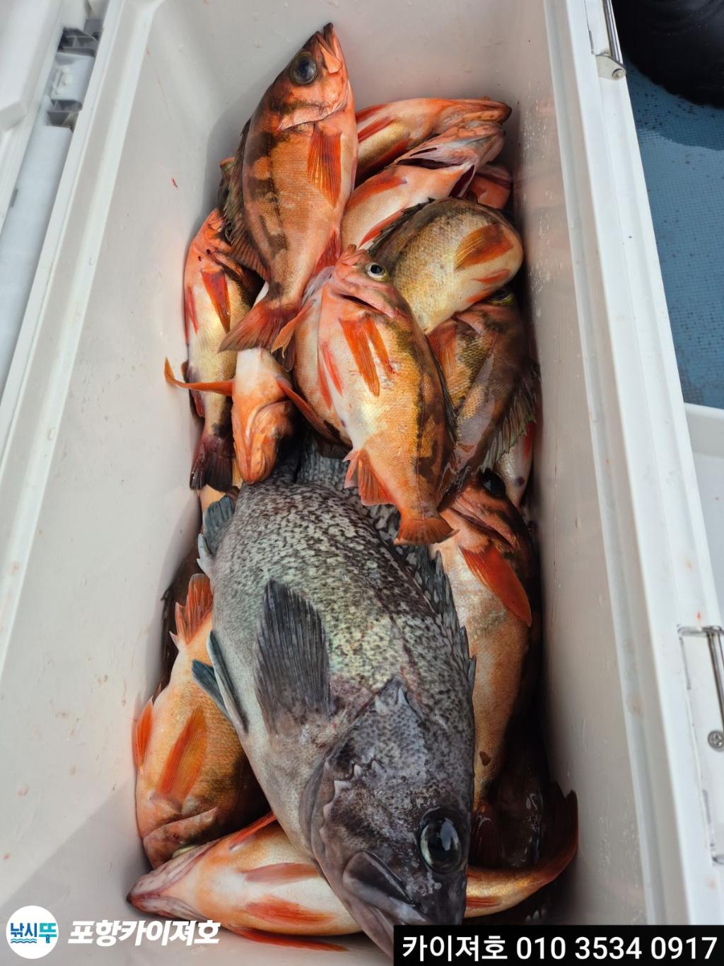 낚시뚜,기타 (직접입력),영일만항,포항카이져호,낚시뚜34