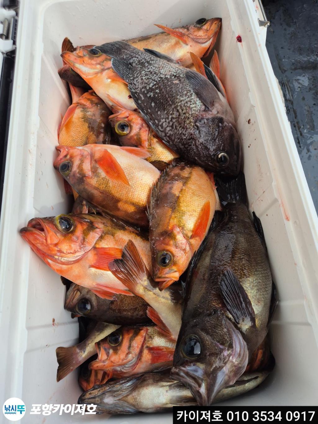 낚시뚜,기타 (직접입력),영일만항,포항카이져호,낚시뚜33