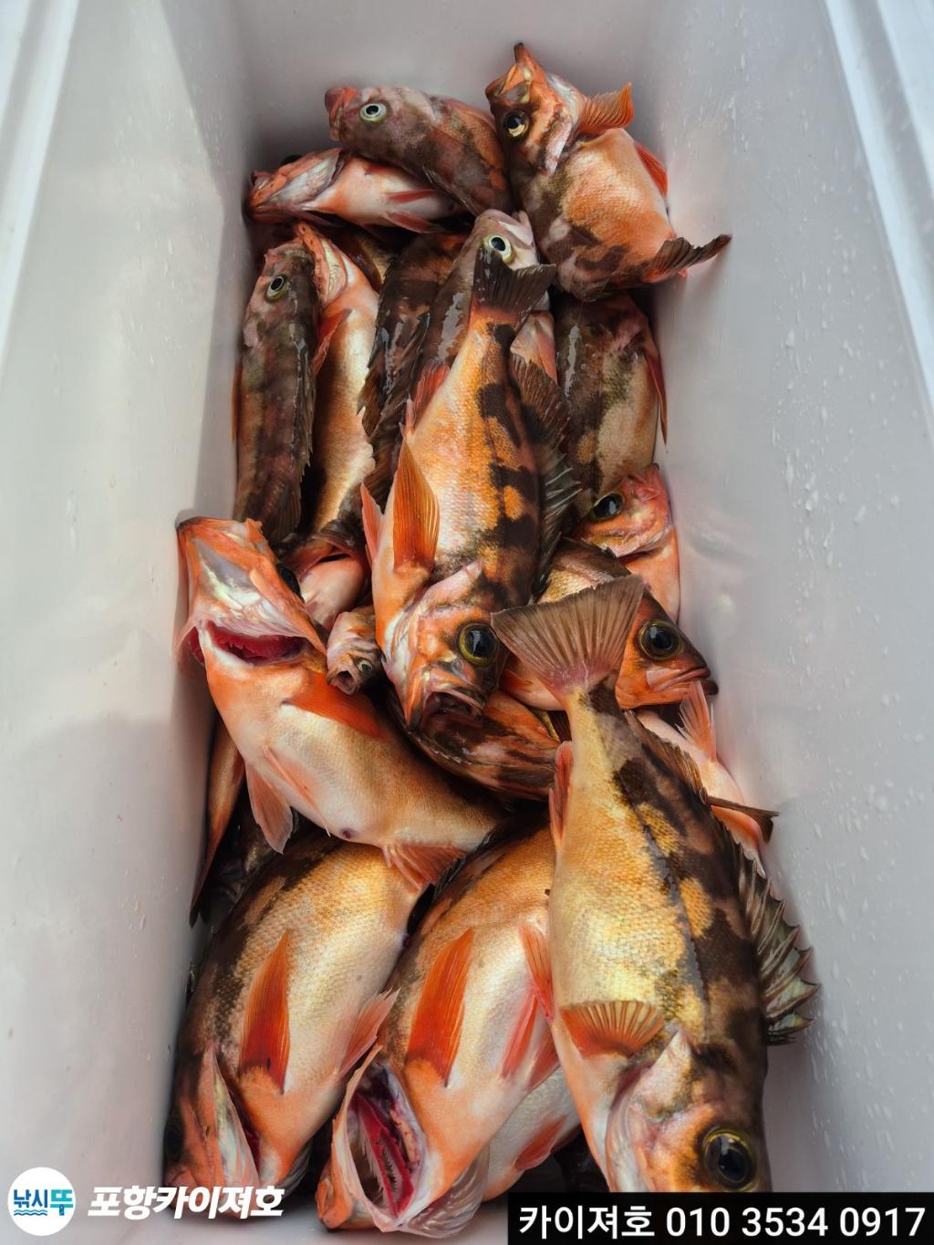 낚시뚜,기타 (직접입력),영일만항,포항카이져호,낚시뚜32