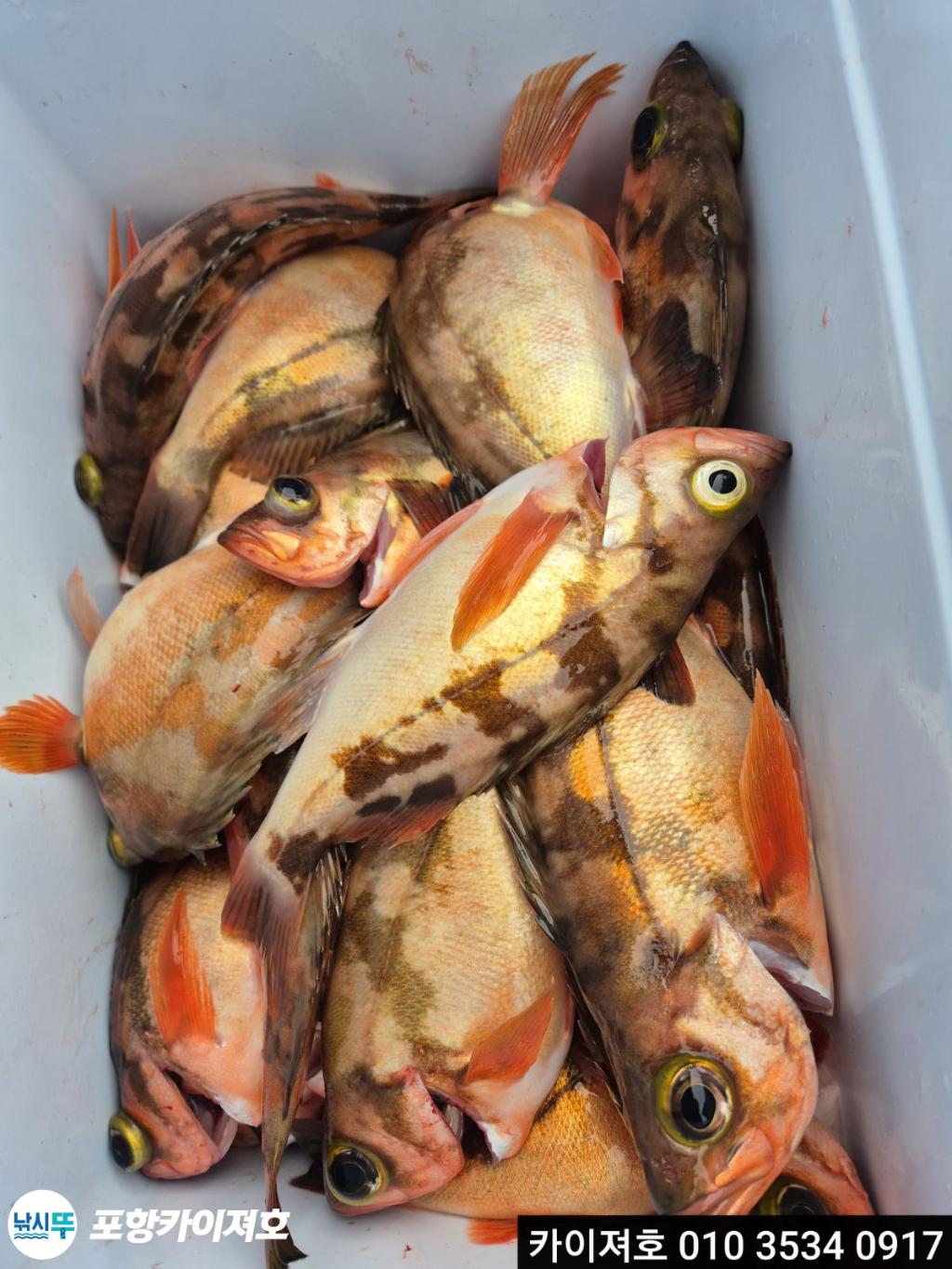 낚시뚜,기타 (직접입력),영일만항,포항카이져호,낚시뚜30