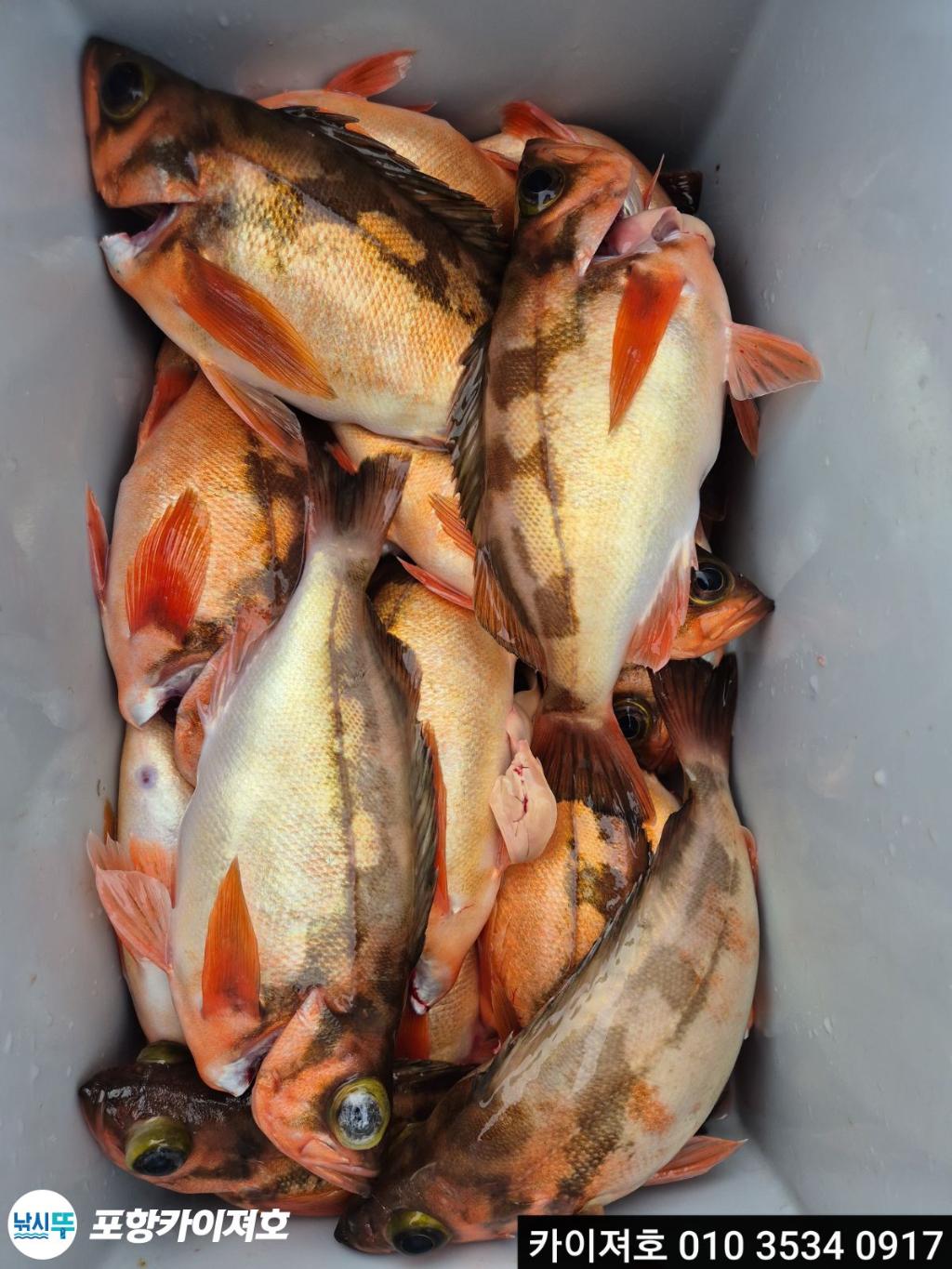 낚시뚜,기타 (직접입력),영일만항,포항카이져호,낚시뚜28