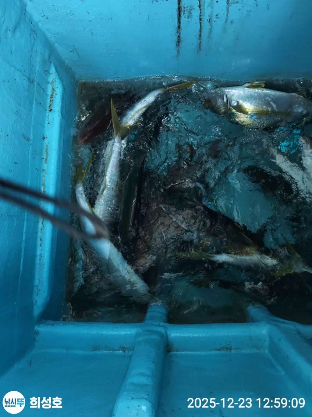 낚시뚜,방어,부시리,모슬포항,희성호,낚시뚜2