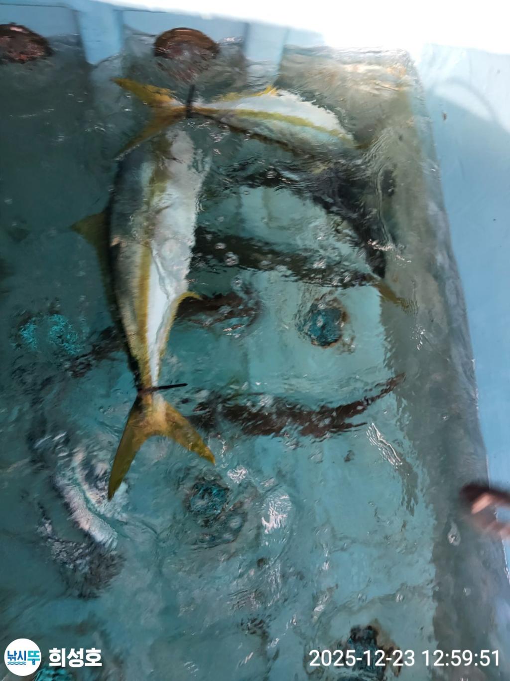 낚시뚜,방어,부시리,모슬포항,희성호,낚시뚜1