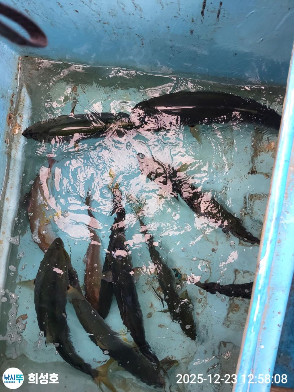 낚시뚜,방어,부시리,모슬포항,희성호,낚시뚜0