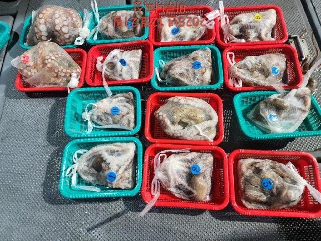 낚시뚜,낙지,속천항(진해),바루나피싱,낚시뚜7