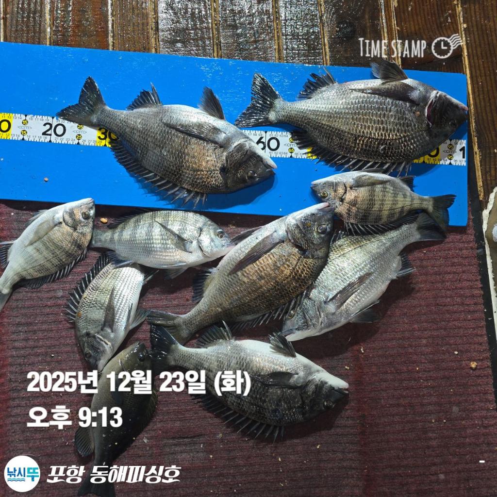 낚시뚜,감성돔,포항(운하관),포항 동해피싱호,낚시뚜9