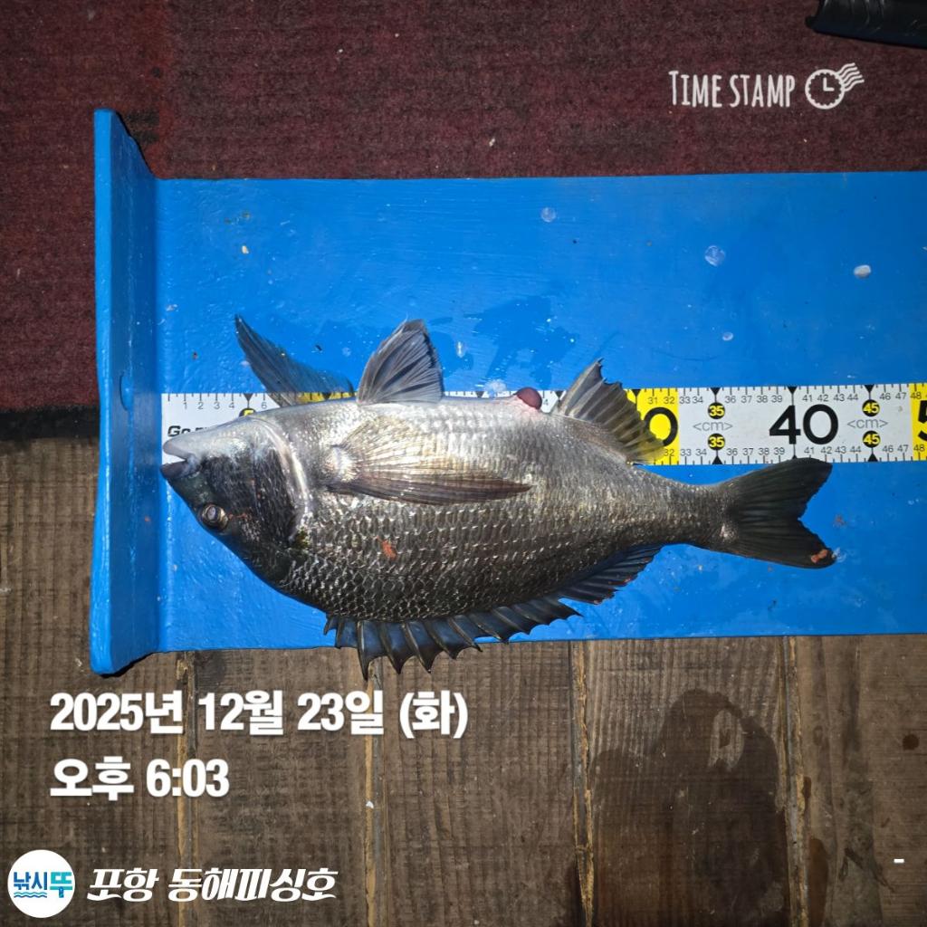 낚시뚜,감성돔,포항(운하관),포항 동해피싱호,낚시뚜3