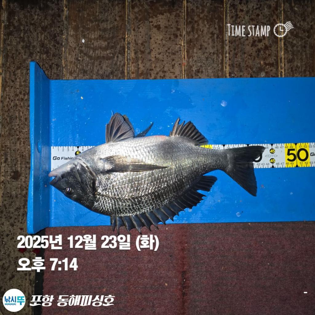 낚시뚜,감성돔,포항(운하관),포항 동해피싱호,낚시뚜1