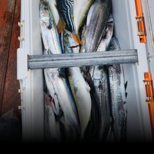 조황, 12-23(현)방어.삼치~~쿨러 채우러 오세요