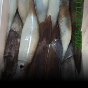 조황, 한치+오징어~시즌시작!~이만큼~(토.일.예약가능)