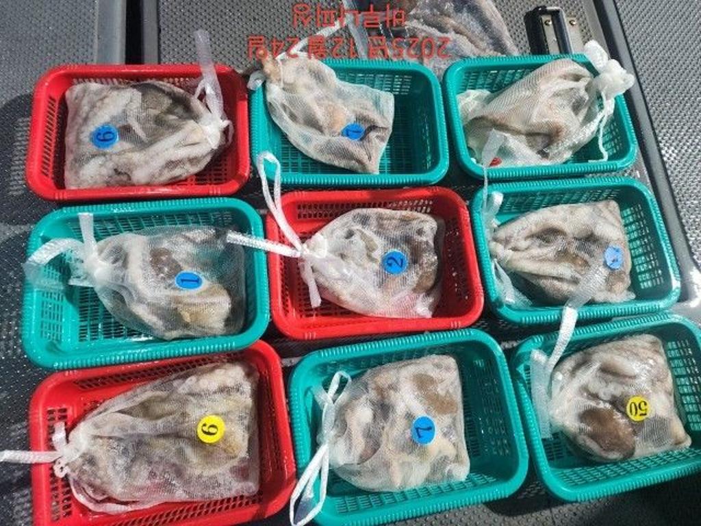 낚시뚜,낙지,속천항(진해),바루나피싱,낚시뚜11