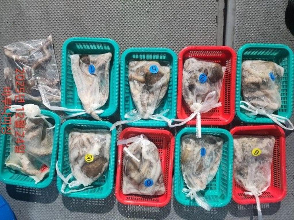 낚시뚜,낙지,속천항(진해),바루나피싱,낚시뚜6