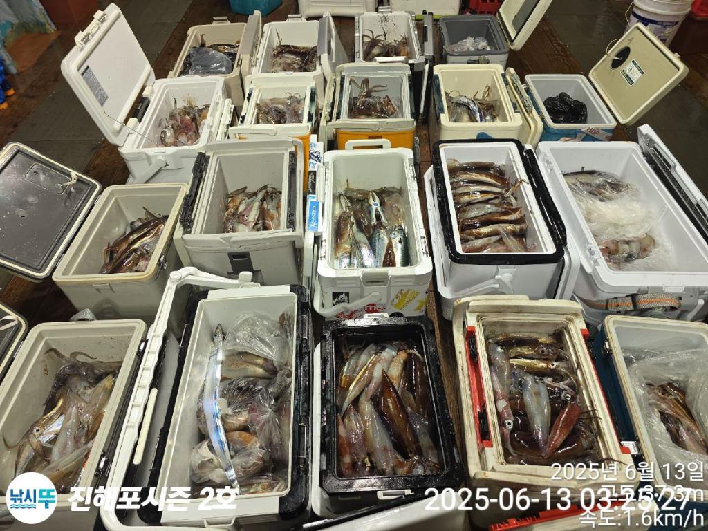 낚시뚜,오징어,진해행암항,진해포시즌 2호,낚시뚜1