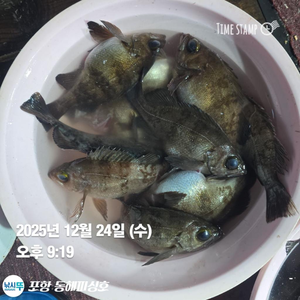 낚시뚜,감성돔,포항(운하관),포항 동해피싱호,낚시뚜5