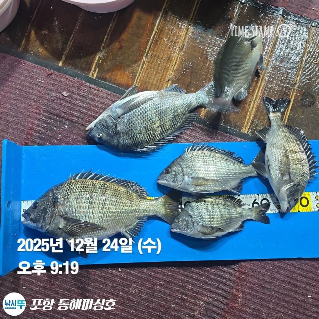 낚시뚜,감성돔,포항(운하관),포항 동해피싱호,낚시뚜3
