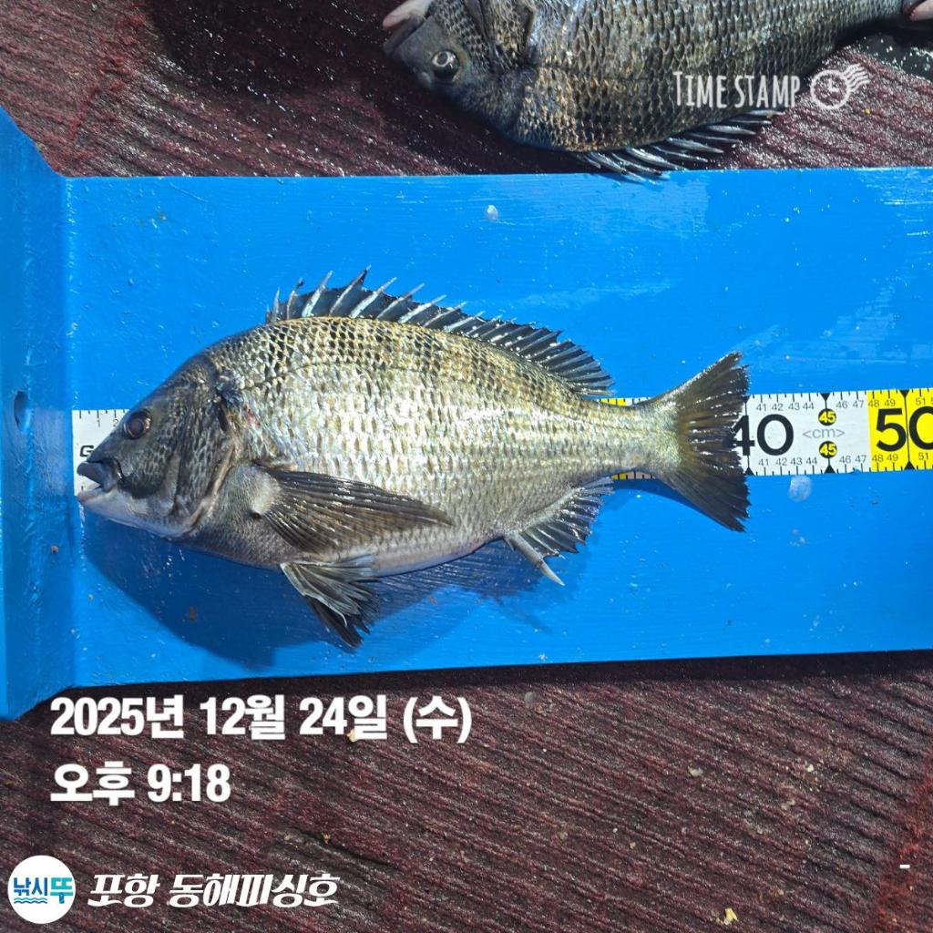 낚시뚜,감성돔,포항(운하관),포항 동해피싱호,낚시뚜1