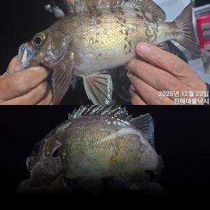 조황, 왕뽈락~씨알급들 좋아좋아 찐찐한 손맛~마릿수까지 쿨러조황~토,일욜 예약가능~