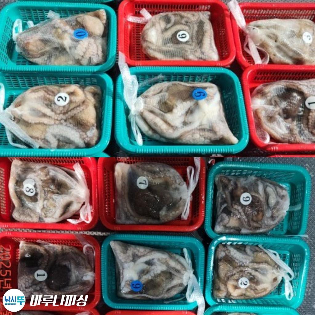 낚시뚜,낙지,속천항(진해),바루나피싱,낚시뚜3