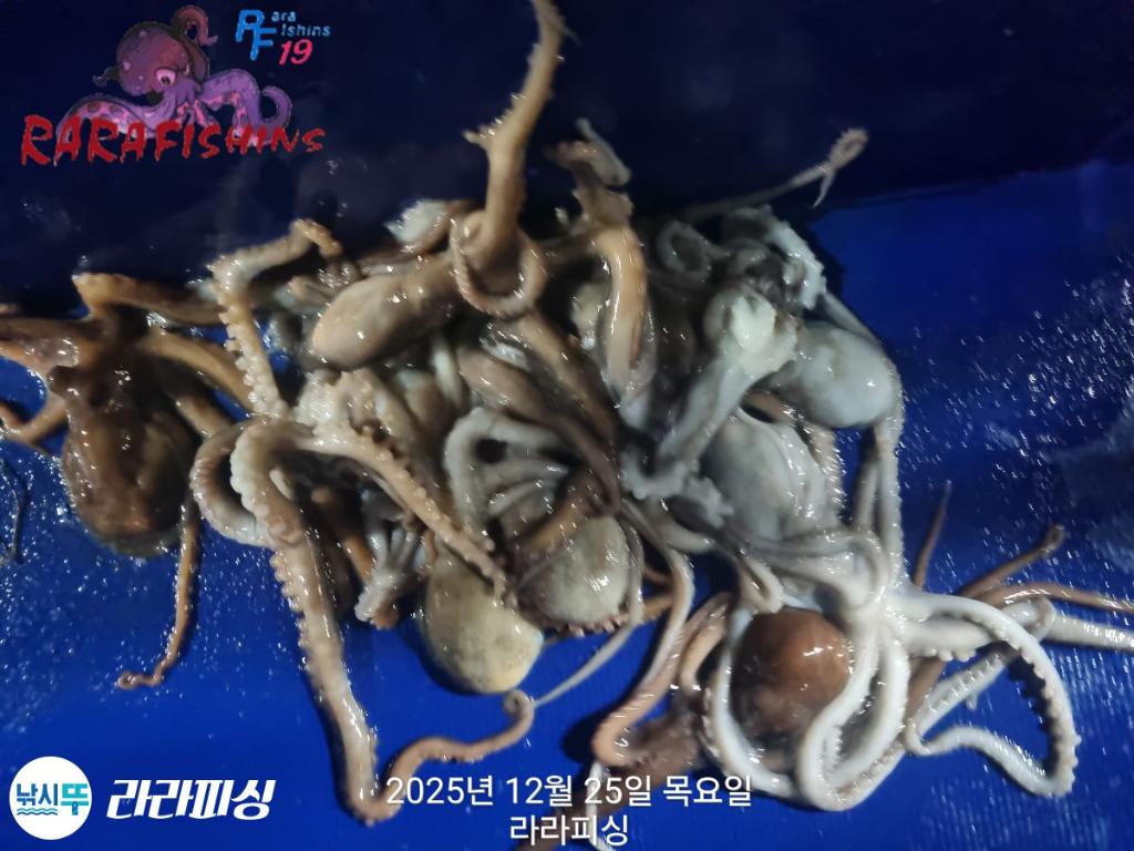 낚시뚜,낙지,속천항(진해),라라피싱,낚시뚜14
