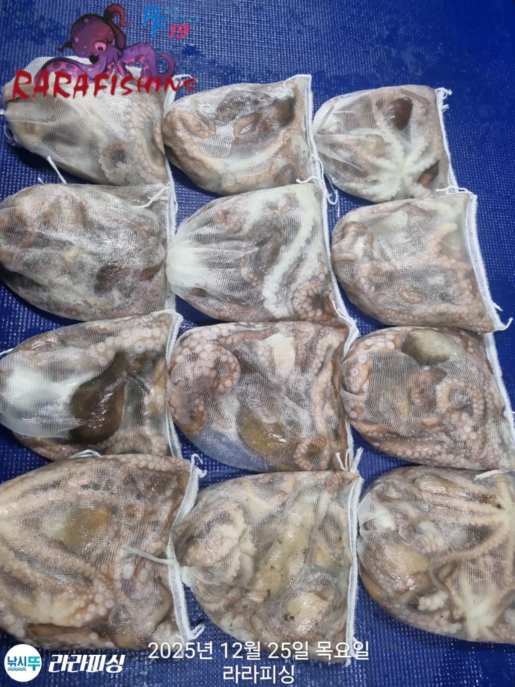 낚시뚜,낙지,속천항(진해),라라피싱,낚시뚜11