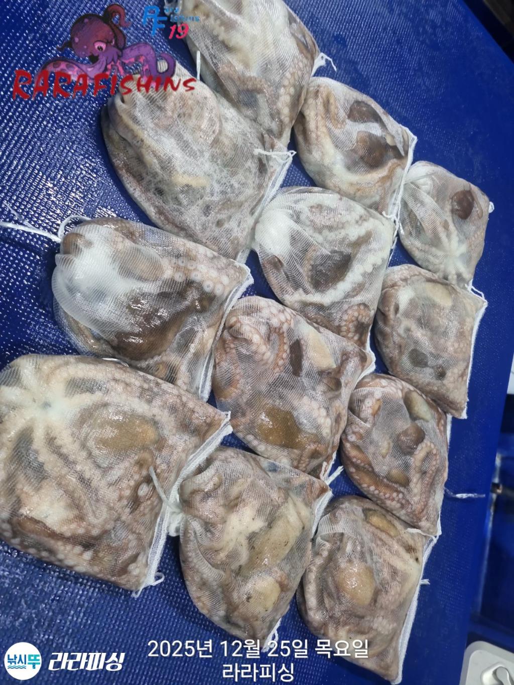 낚시뚜,낙지,속천항(진해),라라피싱,낚시뚜10