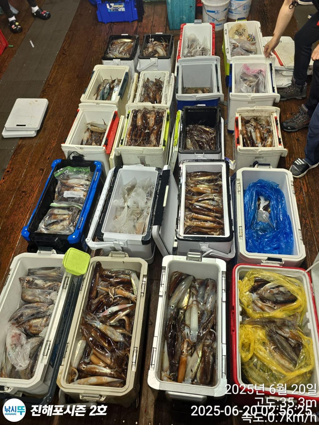 낚시뚜,오징어,진해행암항,진해포시즌 2호,낚시뚜2