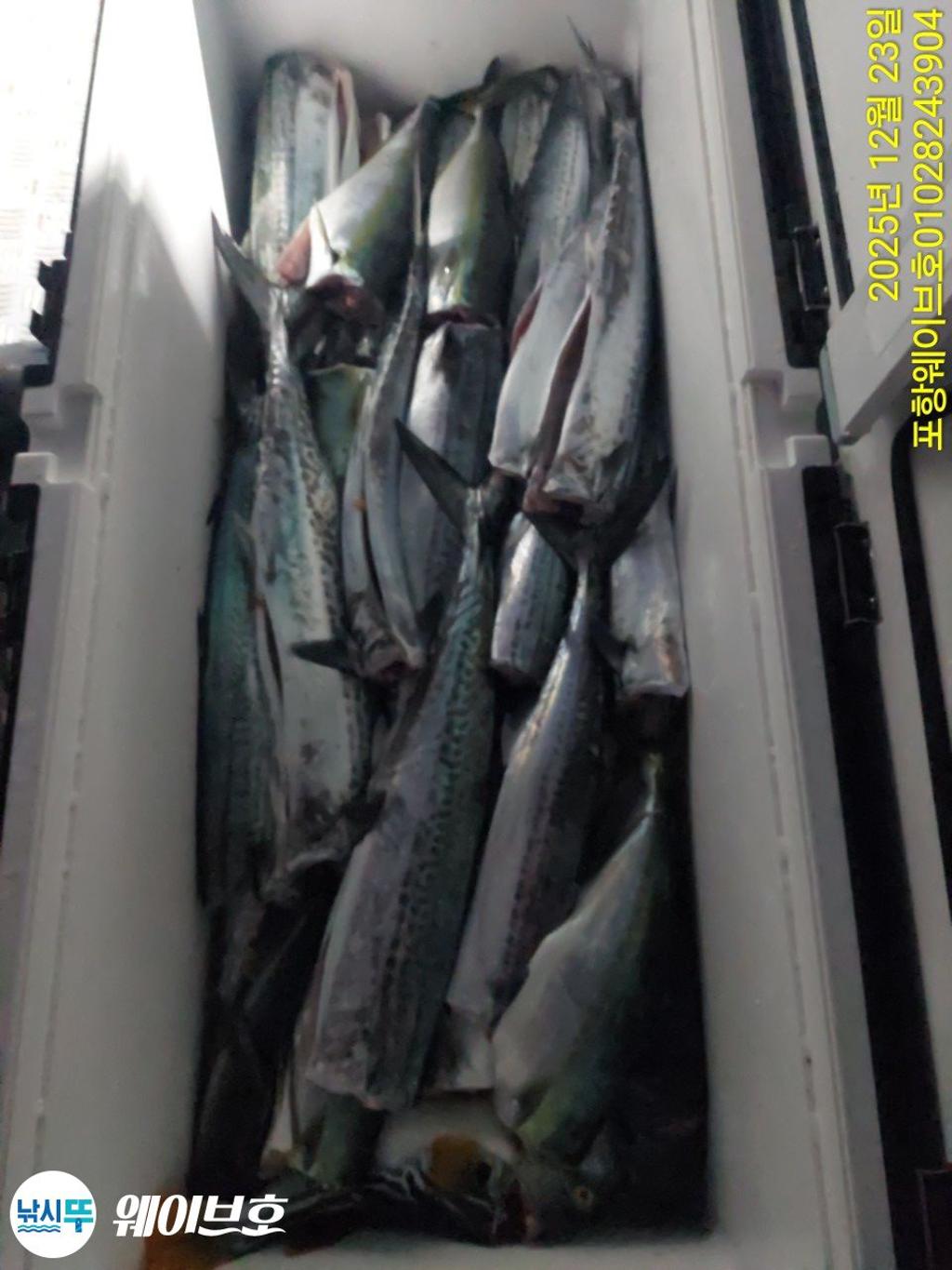 낚시뚜,방어,삼치,구룡포항,뉴웨이브호,낚시뚜10