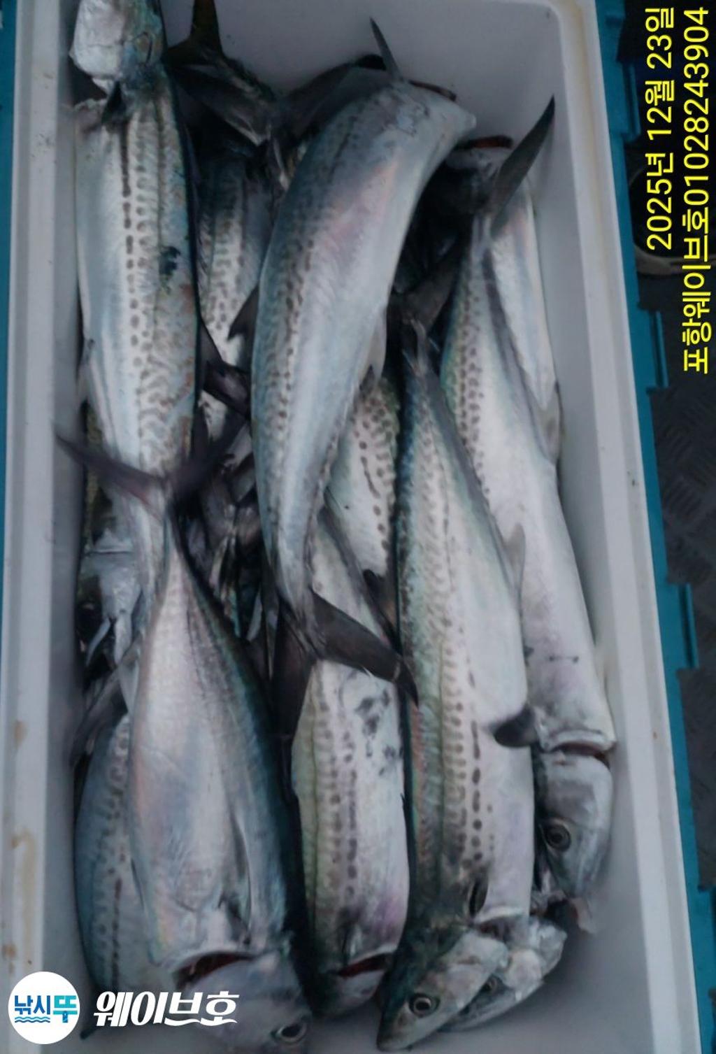 낚시뚜,방어,삼치,구룡포항,뉴웨이브호,낚시뚜9