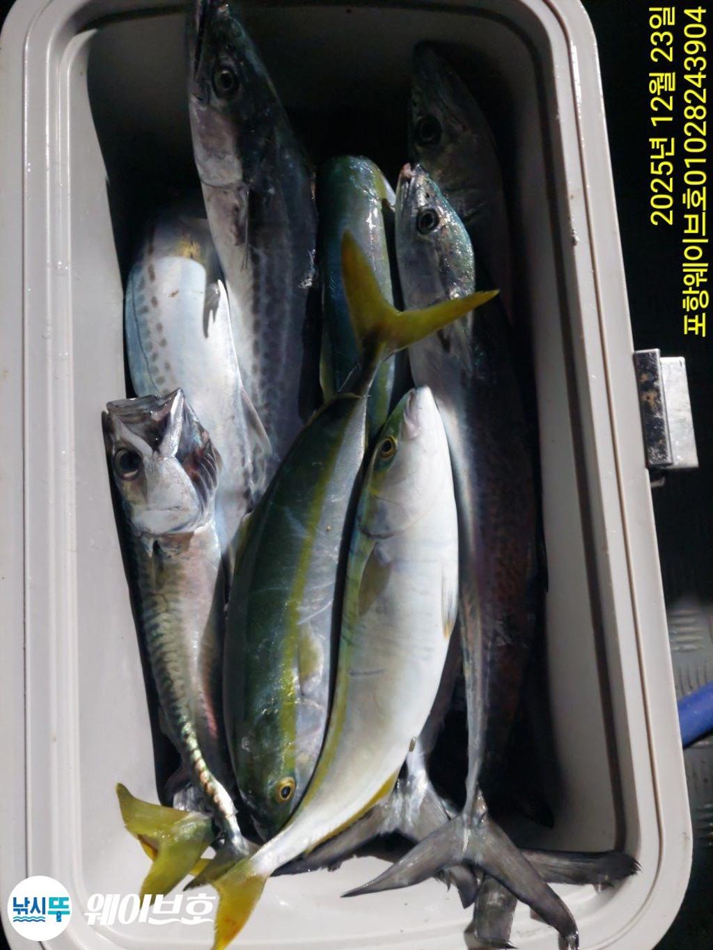 낚시뚜,방어,삼치,구룡포항,뉴웨이브호,낚시뚜8