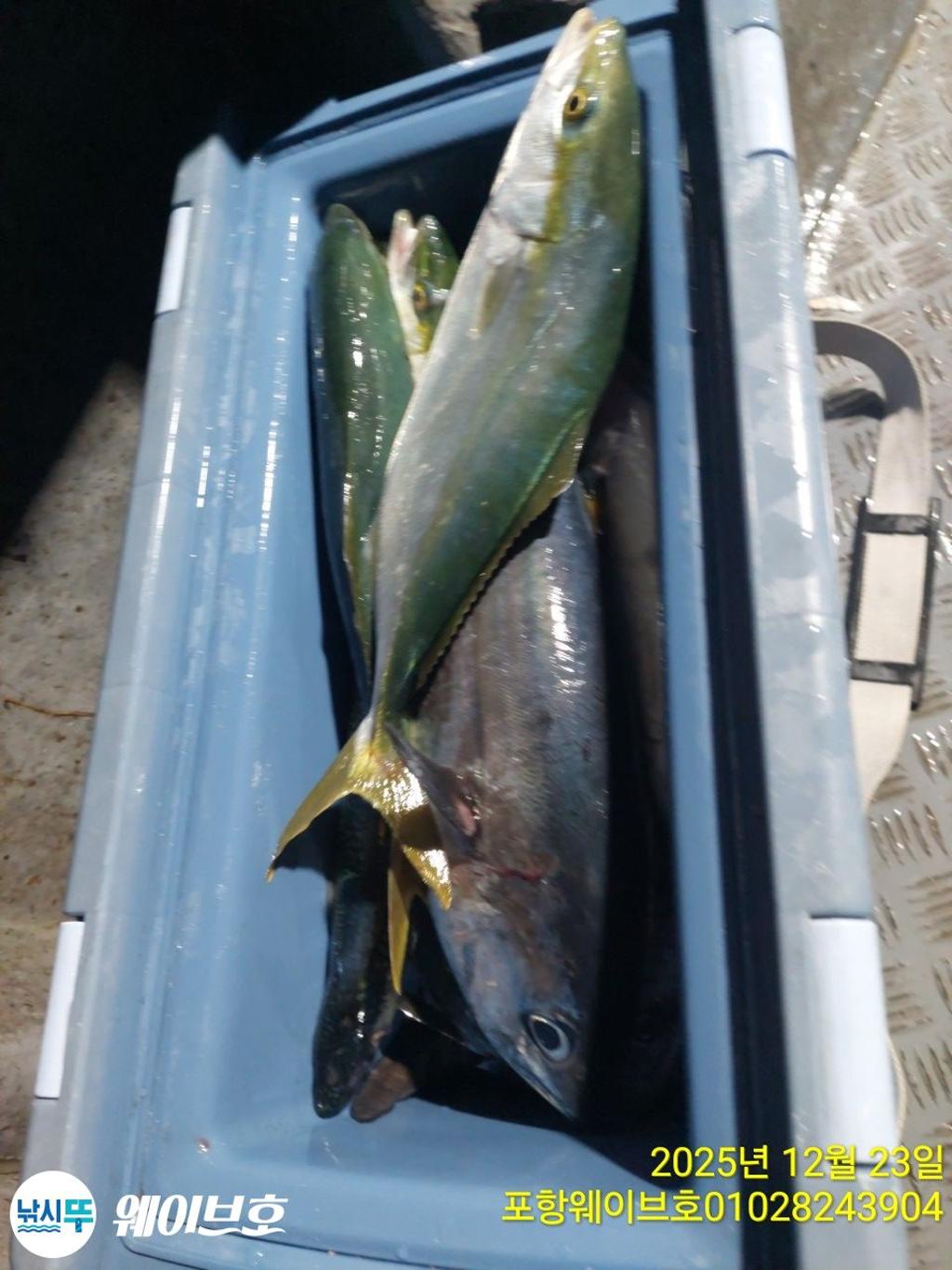 낚시뚜,방어,삼치,구룡포항,뉴웨이브호,낚시뚜6