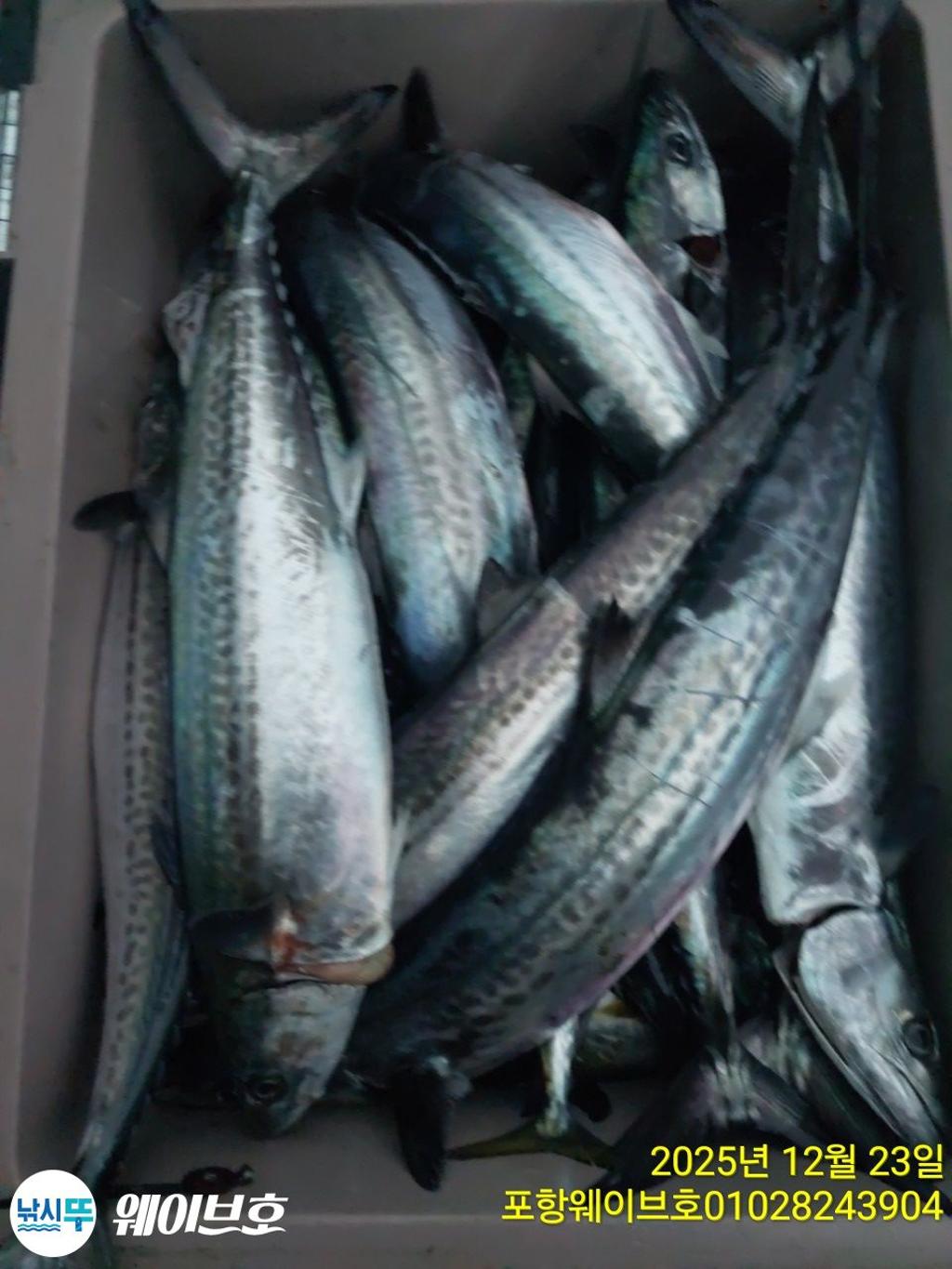 낚시뚜,방어,삼치,구룡포항,뉴웨이브호,낚시뚜5