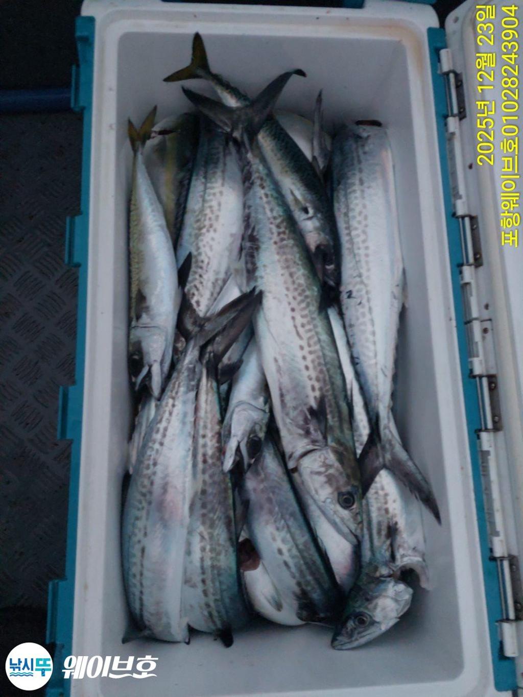 낚시뚜,방어,삼치,구룡포항,뉴웨이브호,낚시뚜4