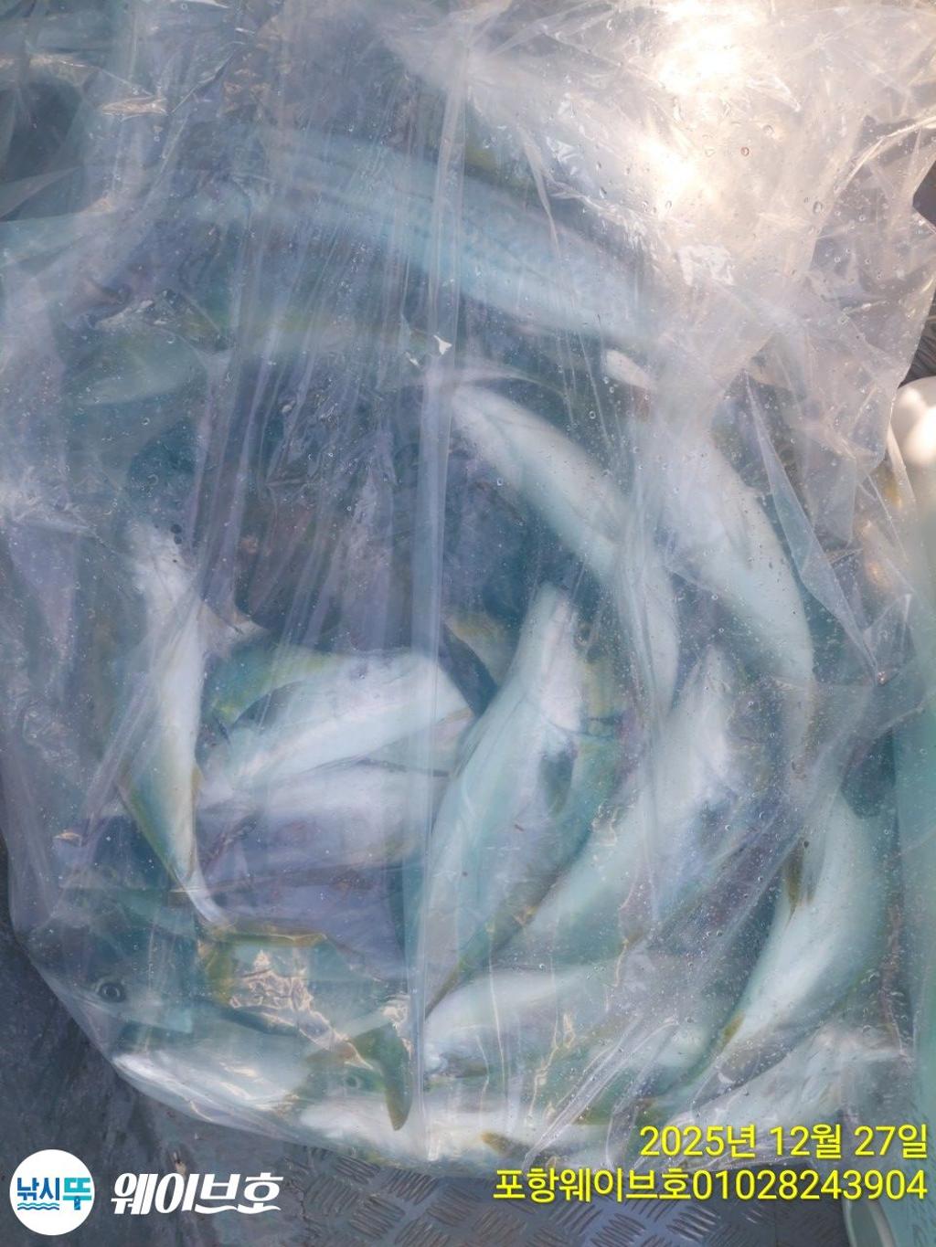 낚시뚜,방어,삼치,구룡포항,뉴웨이브호,낚시뚜16