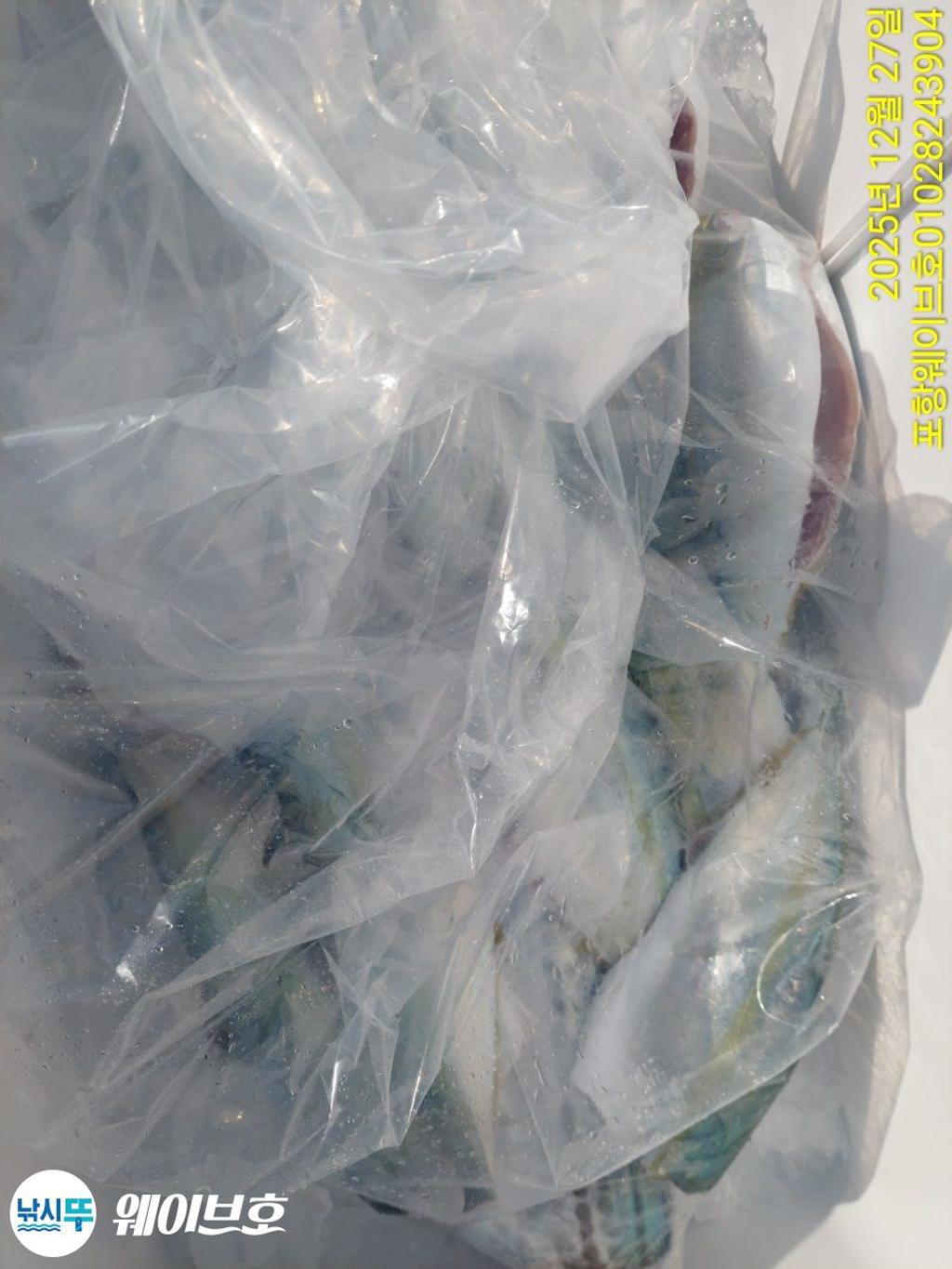 낚시뚜,방어,삼치,구룡포항,뉴웨이브호,낚시뚜13